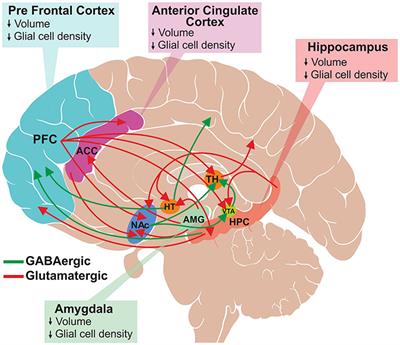 Glutamate and GABA Homeostasis and Neurometabolism in Major Depressive Disorder